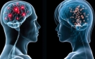 Nörobilim, Kadın ve Erkek Beyni Hakkında Neler Söylüyor?